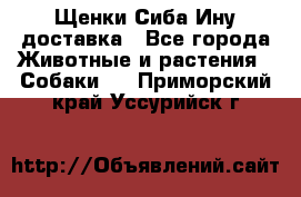 Щенки Сиба Ину доставка - Все города Животные и растения » Собаки   . Приморский край,Уссурийск г.